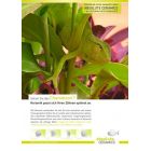 Patientenplakat A1